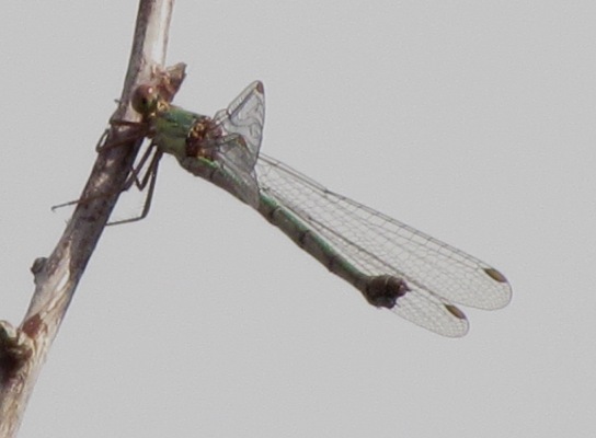 identificazione libellula fiume Bradano